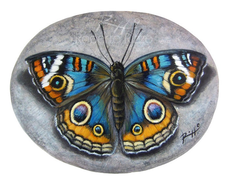 Painted Rock with a Junonia Orithya Butterfly  Original image 1