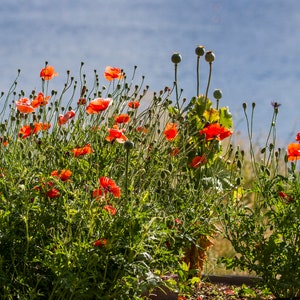 Red Poppies Digital Download Imprimable: Fleurs rouges, Jour du Souvenir, 8x10, Art mural, Carte, Usage multiple, Décoration intérieure, Impression numérique, Art