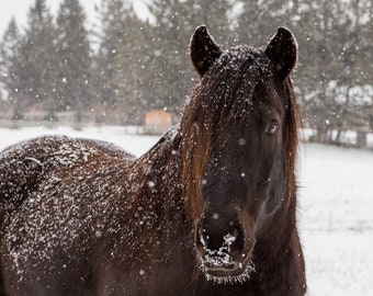 Black Horse In The Snow Digital Download Printable: Black Pony, Winter, 8x10, Wall Art, Card, Multiple Use, Home Decor, Digital Print, Art