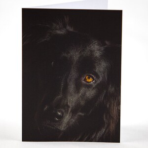 Black Dog Photo Greeting Card, Happy Birthday, Anniversary, Thank You, Thinking of You, Get Well, Congratulations, Graduation, All Purpose