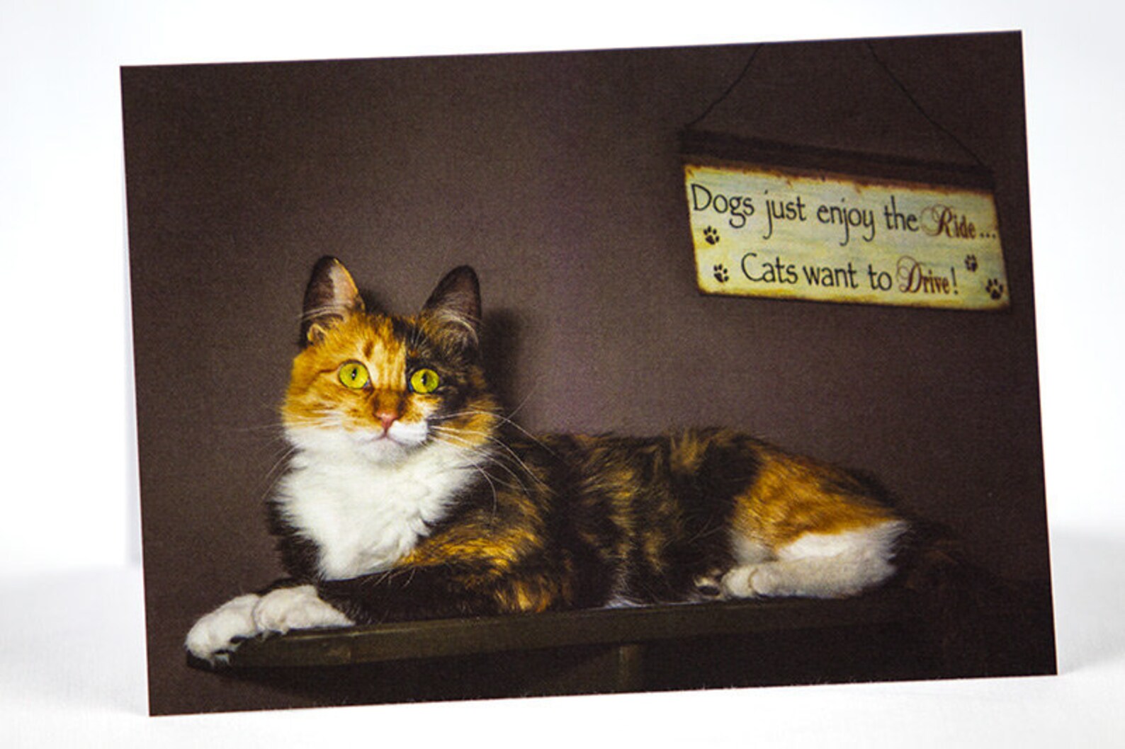 Calico Cat Photo Greeting Card Happy Birthday Anniversary - Etsy Italia