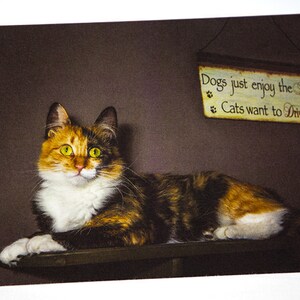 Calico Cat Photo Greeting Card, Happy Birthday, Anniversary, Thank You, Thinking of You, Get Well, Congratulations, Graduation, All Purpose
