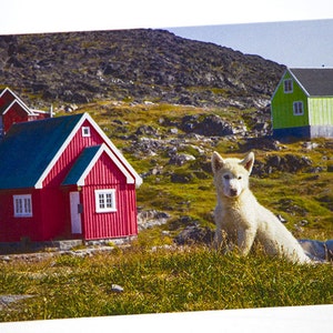 Greenland Puppy Photo Greeting Card, Happy Birthday, Thank You, Friendship, Good Luck, Congratulations, Bon Voyage, Invitation, Retirement