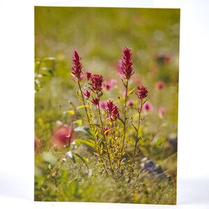 Alpine Flowers Photo Greeting Card, Happy Birthday, Anniversary, Thank You, Thinking of You, Get Well, Congratulations, Graduation, Multiuse
