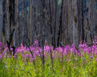 Pink Fireweed After Forest Fire Digital Download Printable: Wildflowers, 8x10, Wall Art, Card, Multiple Use, Home Decor, Digital Print, Art