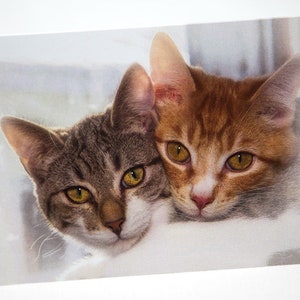 Best Friends Photo Greeting Card, Birthday, Anniversary, Thank You, Thinking of You, Get Well, Congratulations, Graduation, All Occasions
