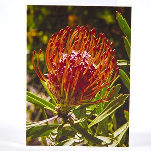 Pincushion Protea Photo Greeting Card, Orange, Birthday, Anniversary, Thank You, Thinking of You, Get Well, Congratulations, Graduation, Etc