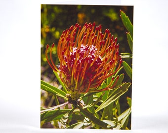 Pincushion Protea Photo Greeting Card, Orange, Birthday, Anniversary, Thank You, Thinking of You, Get Well, Congratulations, Graduation, Etc