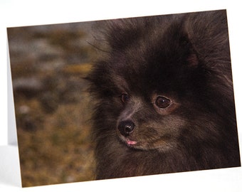 Pomeranian Photo Greeting Card, Happy Birthday, Anniversary, Thank You, Thinking of You, Get Well, Congratulations, Graduation, All Purpose