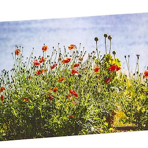 Red Poppies Photo Greeting Card, Remembrance Day, Thank You, Condolences, Sympathy, Thinking of You, Good Luck, Anniversary, Etc