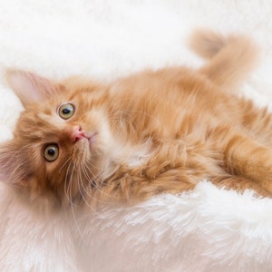 Fluffy Ginger Kitten Digital Download Printable: Cute Kitten, Cat Lover, 8x10, Wall Art, Card, Multiple Use, Home Decor, Digital Print, Art