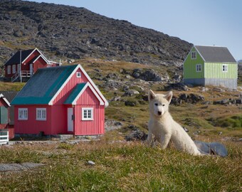 Greenland Puppy Digital Download Printable: Dog Lover, Puppy Photo, Dog, 8x10, Wall Art, Card, Multiple Use, Home Decor, Digital Print, Art