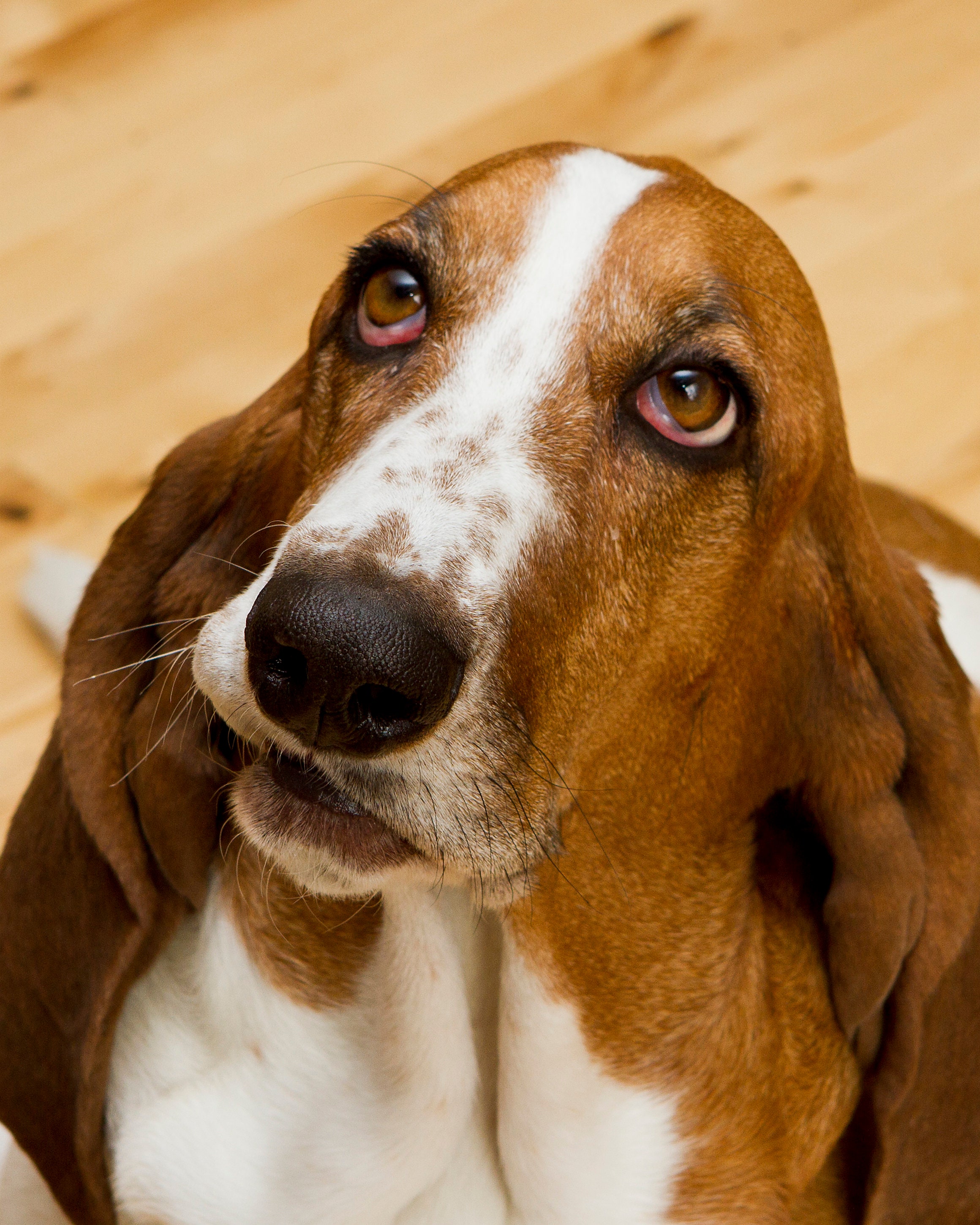 Basset Hound Digital Download Printable: Hound, Dog, Dog Lover, Canine ...