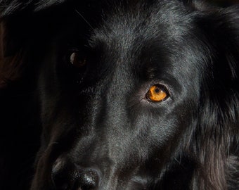 Black Dog Digital Download Printable: Rescue Dog, Dog Lover, Dog Photo, 8x10, Wall Art, Card, Multiple Use, Home Decor, Digital Print, Art