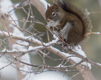 Douglas Squirrel In Winter Digital Download Printable: Snow Squirrel, 8x10, Wall Art, Card, Multiple Use, Home Decor, Digital Print, Art