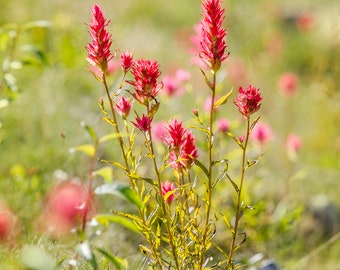 Alpine Wildflower Digital Download Printable: Pink Flower, Alpine Flower, 8x10, Wall Art, Card, Multiple Use, Home Decor, Digital Print, Art