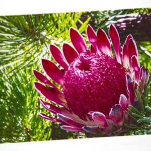 Pink King Protea Photo Greeting Card, Happy Birthday, Anniversary, Thank You, Thinking of You, Get Well, Congratulations, Graduation, Etc