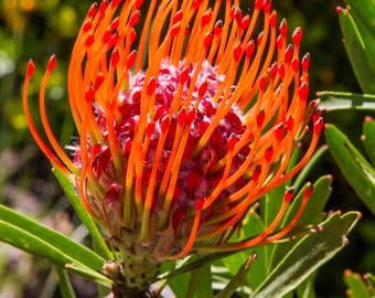 Orange Pincushion Protea Digital Download Printable: Protea Flower, 8x10, Wall Art, Card, Multiple Use, Home Decor, Digital Print, Art