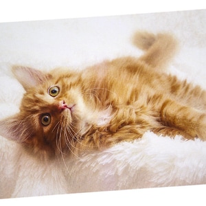 Ginger Kitten Photo Greeting Card, Happy Birthday, Anniversary, Thank You, Thinking of You, Get Well, Congratulations, Graduation, Multi-use