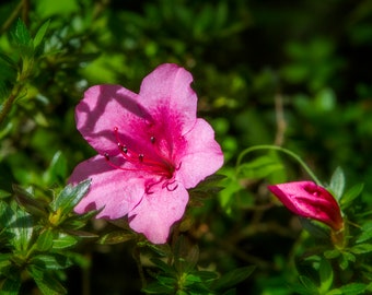 Pink Azalea Digital Download Printable: Pink Flower, Tropical Flower, 8x10, Wall Art, Card, Multiple Use, Home Decor, Digital Print, Art