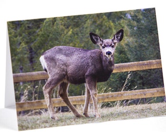 Columbia Valley Deer Photo Greeting Card, Thinking of You, Anniversary, Congratulations, Apology, Good Luck, Sorry, Birthday, Condolences