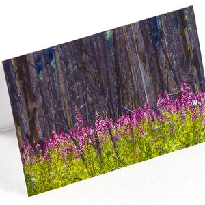 Pink Fireweed Photo Greeting Card, Happy Birthday, Condolences, Thinking of You, Anniversary, Congratulations, Apology, Good Luck, Multi-use