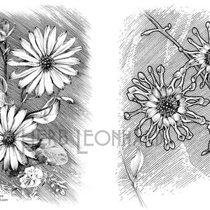 Herb Leonhard Adult Coloring Page African Daisies, Sketchbook pages, Digital Coloring page, Instant Download, Printable Coloring