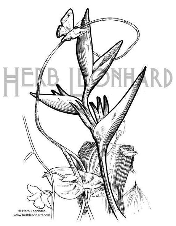 6100 Top Coloring Pages Bird Of Paradise Pictures 6100 Top Coloring Pages Bird Of Paradise Pictures
