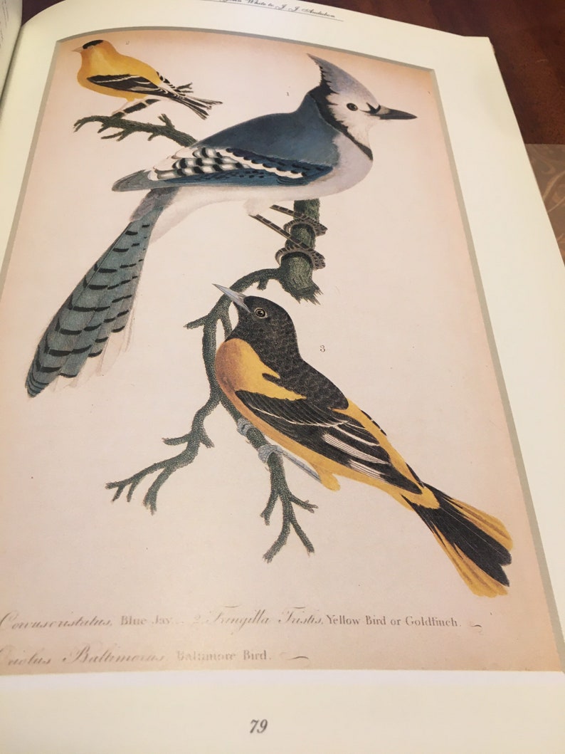 The Art of Bird Illustration, Visual Tribute to Bird Illustrators, Surveys of Audubon, Collecting Bird Prints, Coffee Table Book image 5