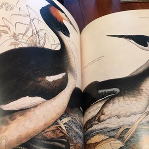 The Art of Bird Illustration, Visual Tribute to Bird Illustrators, Surveys of Audubon, Collecting Bird Prints, Coffee Table Book image 4