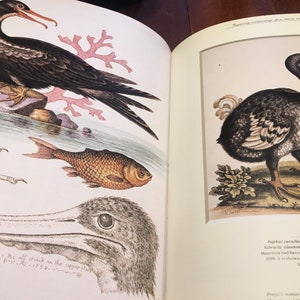 The Art of Bird Illustration, Visual Tribute to Bird Illustrators, Surveys of Audubon, Collecting Bird Prints, Coffee Table Book image 3