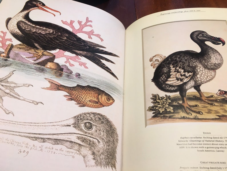 The Art of Bird Illustration, Visual Tribute to Bird Illustrators, Surveys of Audubon, Collecting Bird Prints, Coffee Table Book image 3