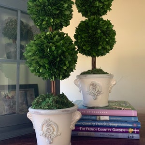 Preserved Boxwood Topiary, Double Boxwood Topiary, French Country, English Garden, Custom Topiary