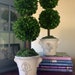 see more listings in the Preserved Boxwood section