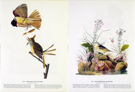 Yellow Winged Grasshopper Sparrow Audubon Bird Print Picture Poster Plate