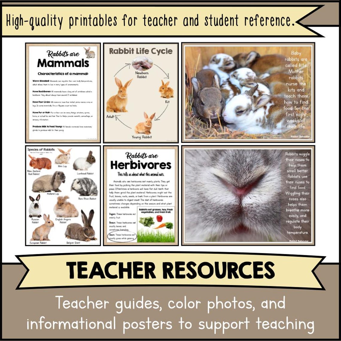Lesson Plan On Rabbits Printable RABBIT Animal Science Unit Template Kit | DIY Articulated ...