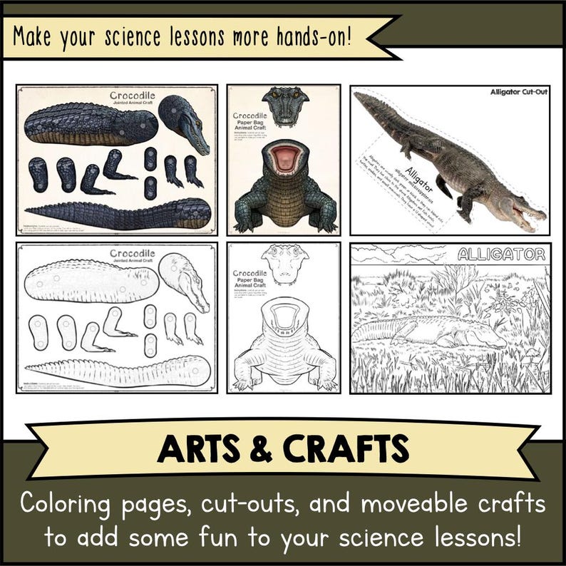 Alligators & Crocodiles Science Unit Animal Adaptation Worksheets ...