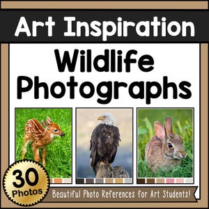 Könnte beinhalten: Grafik mit dem Text "Art Inspiration Wildlife Photographs" und drei Wildtierfotos: ein junges Reh, ein Weißkopfseeadler und ein Kaninchen. Das Bild enthält den Text "30 Photos" und "Beautiful Photo References for Art Students!"