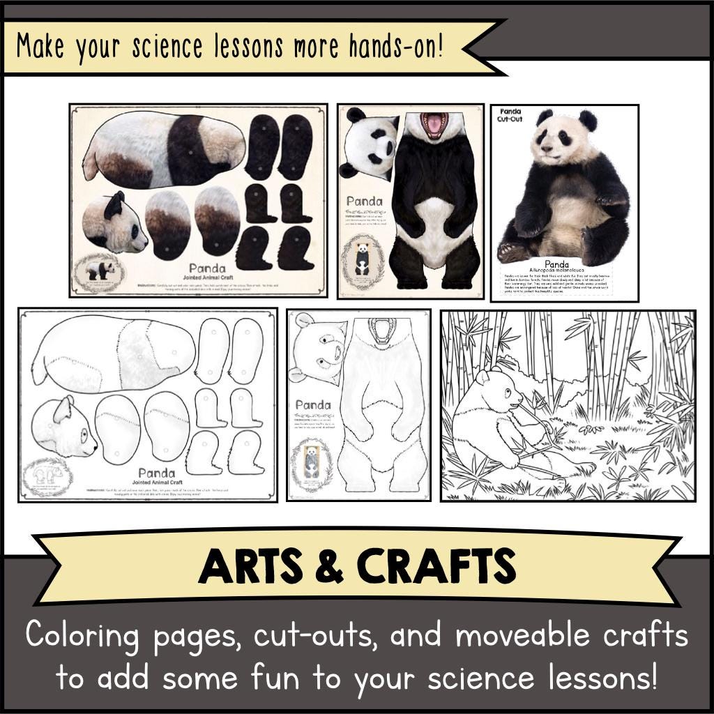 Panda Hand Out Printable All About PANDAS | Digital Download Animal Science Unit PDF ...