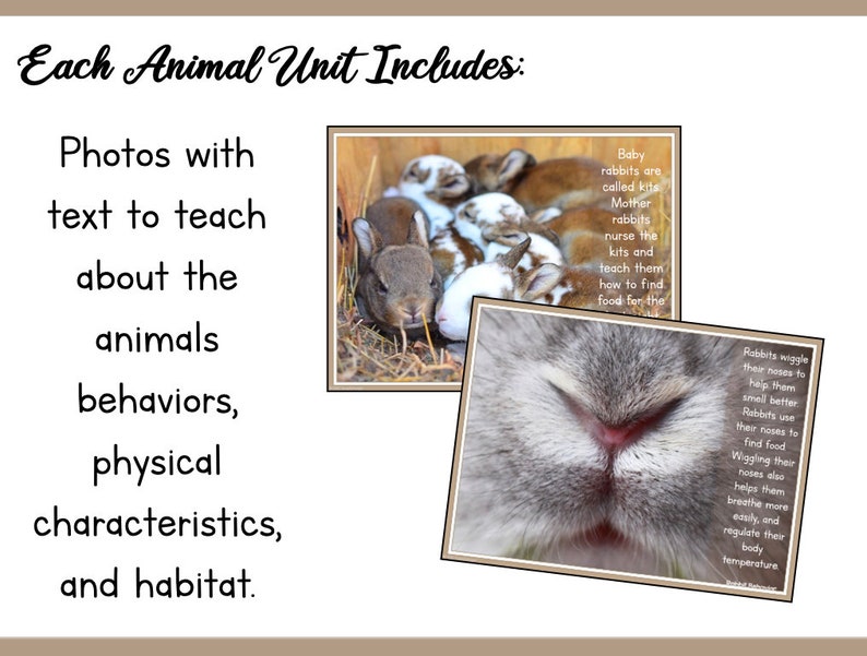 Tout sur les lapins Unité des sciences animales image 4