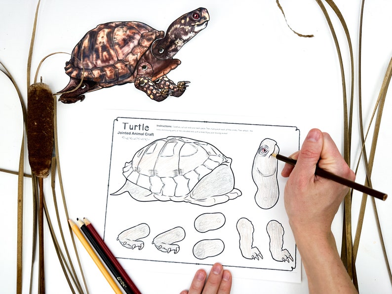 Printable Articulated TURTLE Animal DIY Jointed Paper Craft Template ...