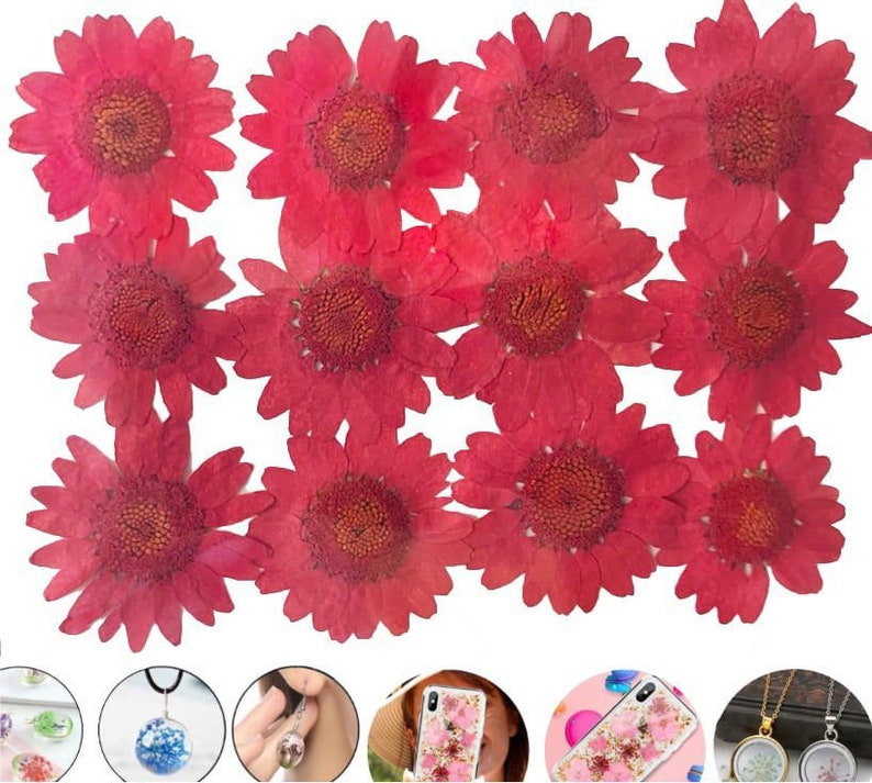 12pcs Red Chrysanthemum Dyed Pressed Dried Flower Dry Plants Epoxy Uv Resin Pendant Necklace Nail Art Jewelry Making Scrapbooking Diy