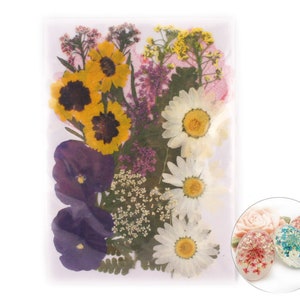 26pcs Pansy Mélange Naturel Pressé de Fleurs Séchées de Feuilles de Plantes Sèches Époxy Résine UV Pendentif Nail Art Bijoux Scrapbooking
