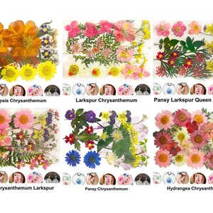 Mix Natural Pressed Dried Flower Leaf Ammi Dry Plants Epoxy Uv Resin Pendant