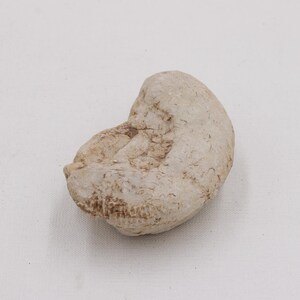 Pode incluir: Uma pedra arredondada de cor clara com uma superfície texturizada. A pedra tem uma forma curva e parece desgastada, com áreas de coloração castanha escura. O objeto está sobre um fundo branco liso.