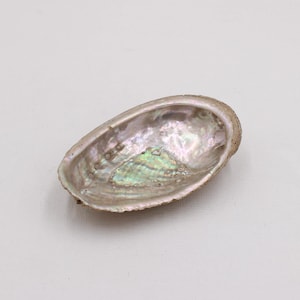 Pode incluir: Concha de abalone oval com interior iridescente e perolado. O interior da concha exibe tons de verde, rosa e prata. O exterior tem uma superfície áspera e texturizada. A concha está vazia e repousa sobre uma superfície branca.