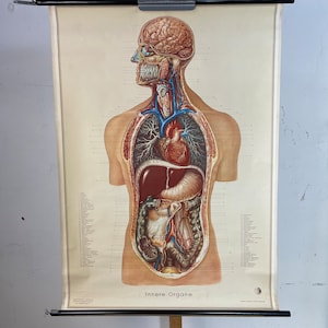 Puede incluir: Un gráfico anatómico vintage que muestra los órganos internos del cuerpo humano. El gráfico está impreso en papel y presenta una ilustración detallada de los sistemas digestivo, respiratorio y circulatorio. El gráfico está etiquetado en alemán e incluye el texto "Innere Organe" que se traduce como "Órganos internos".