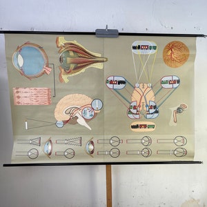 Vintage Schulkarte Auge Medizin Jung Koch Quentell Grafico scolastico originale Lehrtafel biologia