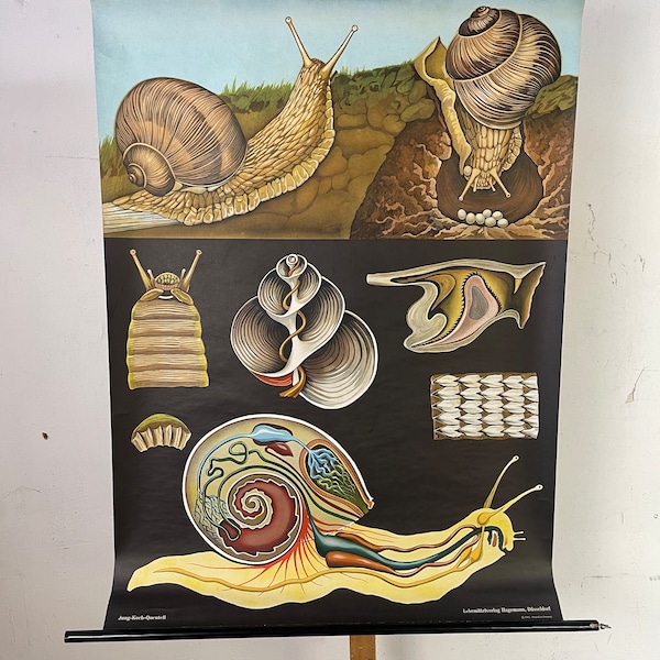 Vintage Snail schnecke  Schulkarte Botanik Flora Jung Koch Quentell Original Lehrtafel school chart biology