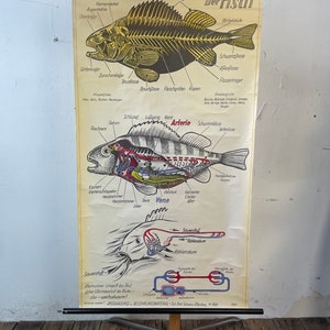 Der Fisch Vintage Schulkarte Zoologie Emil Schwarz Original Lehrtafel schoolkaart biologie Restuarant